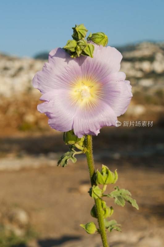 黎巴嫩比布鲁斯的硬毛Hollyhock (Alcea setosa